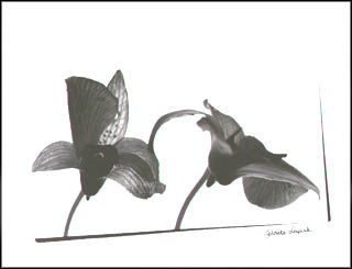 black and white photography of orchid