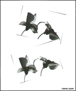 BW photograph of orchids